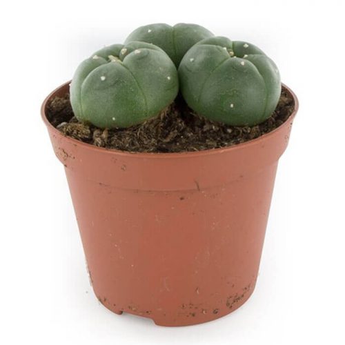 Peyote cactus - Herbal Spirit